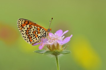 Melitaea trivia  733