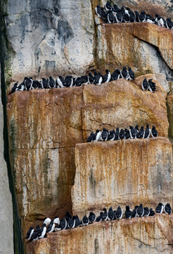 Brunnich's guillemots or thick-billed murres on their nests on a cliff in Svalbard.