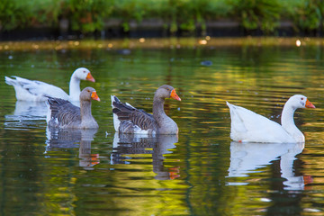 Herd of swiming white domestic geese in a pond