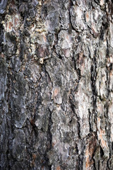 bark of a old tree texture