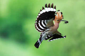 Eurasian Hoopoe or Common hoopoe (Upupa epops) © Ivan