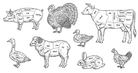 Animal meat cut parts set - butcher guide to different parts of farm animals