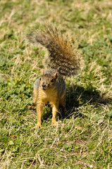 angry squirrel