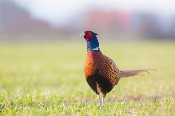 The beautiful colored male Pheasant (Phasianus colchicus)