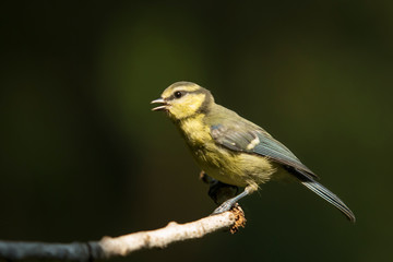 Young specimen of blue tit perched on a branch.
