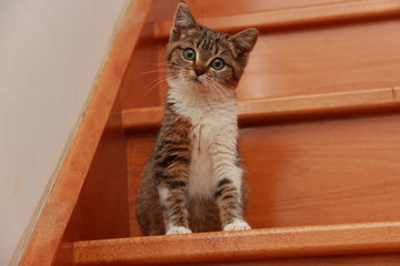 Chaton dans l'escalier