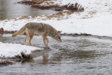 Coyote crossing a river in winter in Yellowstone National Park, Wyoming, USA.