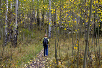Fototapeta na wymiar Lady hiking thr the colorful aspen grove in the Colorado Mountains