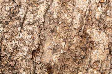 Old Weathered Brownish Wood Texture