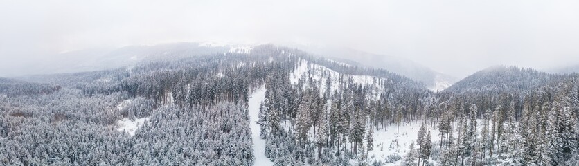 Fabulous snow-covered panorama of spruce trees