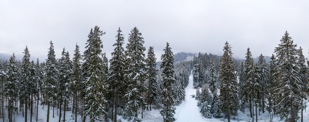 Fabulous snow-covered panorama of spruce trees