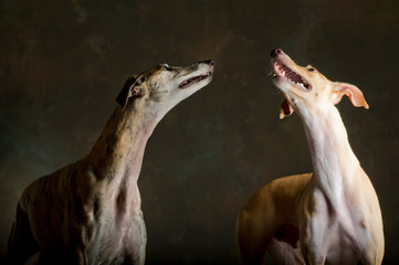 Two brown and brindle greyhounds looking up