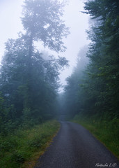 road in the forest