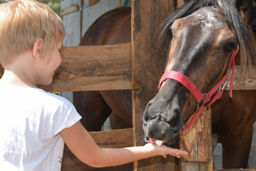 a small child feeds a horse from the palm of his hand. The horse reaches for the man. The horse...