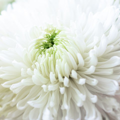 Obraz premium Background made of close up view on white sumptuous big chrysanthemum with light green core. Square format