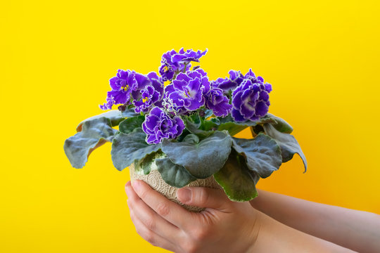 Bright purple African violet flower on young girl's hands, cozy home decor, girl is holding pot with blooming African violet flower, copy space