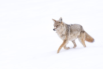 Obraz premium A coyote (Canis Latrans) traveling through a snowy landscape in Yellowstone, Wyoming, USA.