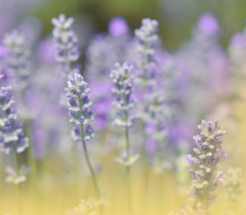 Beautiful Violet Nature Background.Floral Art Design.Soft Focus.Macro Photography.Floral abstract pastel background with copy space.Lavender Field.Summer Floral Background.Artistic Wallpaper.