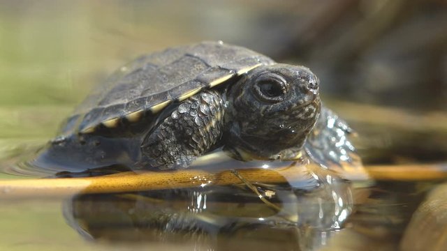 Young turtle sits on branch in water. Just walked long distance along dry dusty road from nest to pond water. Macro view reptile