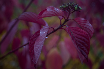 pink flowers in autumn