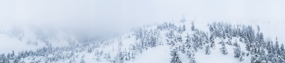 Fabulous snow-covered panorama of spruce trees