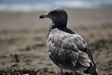 seagull on beach