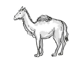 Western Camel Extinct  North American Wildlife Cartoon Drawing