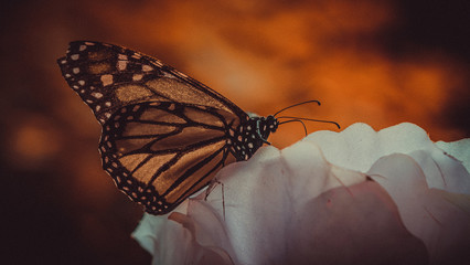 Fototapeta na wymiar Farfalle meravigliose in un ambiente ricreato apposta per loro
