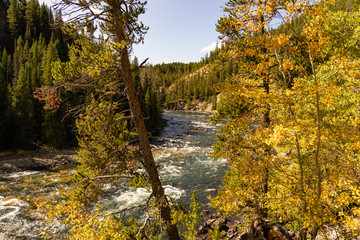 Fototapeta na wymiar Yellowstone River im Herbst
