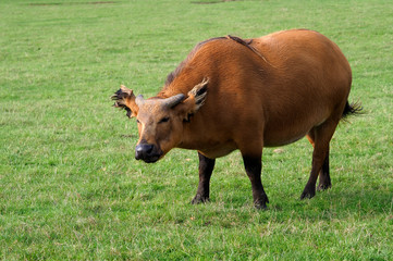 African forest buffalo, Syncerus caffer nanus