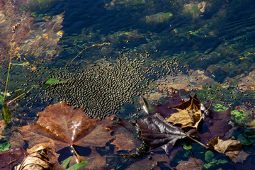 Cold spring water in Waynesville Missouri