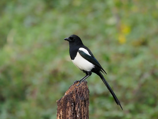 Magpie, Pica pica
