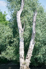 Fototapeta premium tree in forest