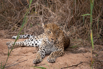 Fototapeta premium A Leopard (Panthera pardus) resting