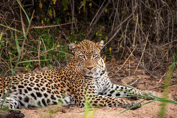 Fototapeta na wymiar A Leopard (Panthera pardus) resting