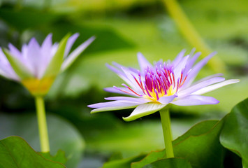 water lily