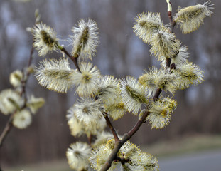 Early spring flowering willow (Salix caprea)