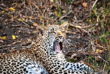 A Leopard (Panthera pardus) resting