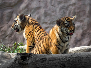 Two tiger cubs watching their world