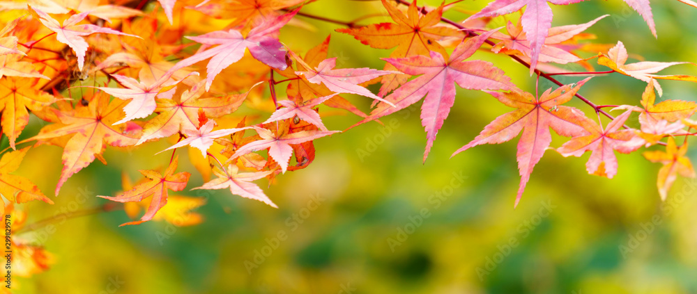 Canvas Prints red maple on sunlight coloerful bokeh background. autumn leaves on a background