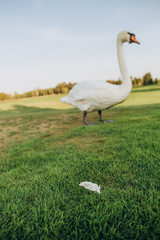 white bird swan looks fallen feather grass