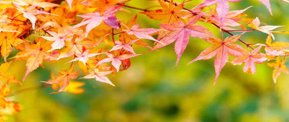 red maple on sunlight coloerful bokeh background. autumn leaves on a background