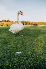 white bird swan looks fallen feather grass