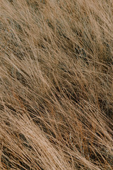 dry field grass golden autumn natural texture