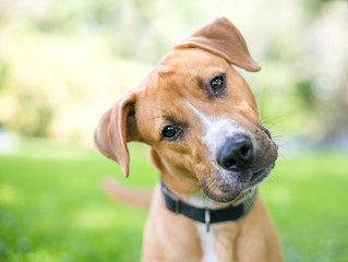 A cute young Retriever / Pit Bull Terrier mixed breed dog listening with a head tilt