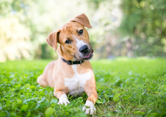 A cute young Retriever / Pit Bull Terrier mixed breed dog lying in the grass and listening with a...