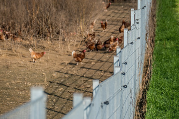 Freilaufende Hühner in einer Hühnerfarm