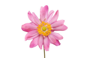 Pink Japanese anemone flower