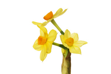 Naklejka na ściany i meble Narcissus flowers closeup