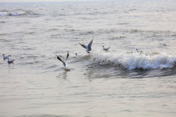 Seagulls flying on the sea